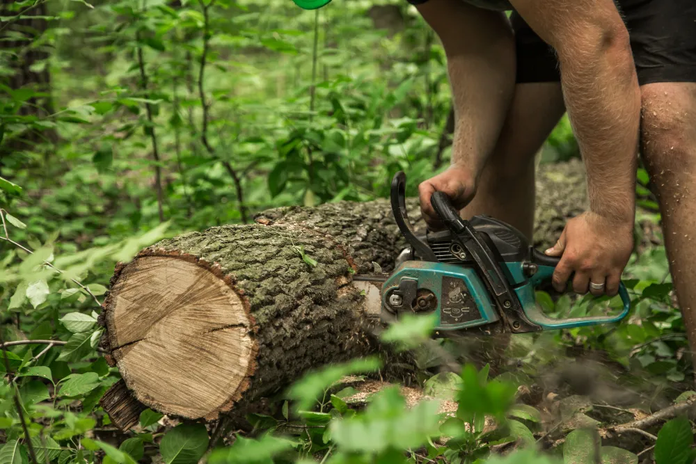 Cutting a felled tree trunk