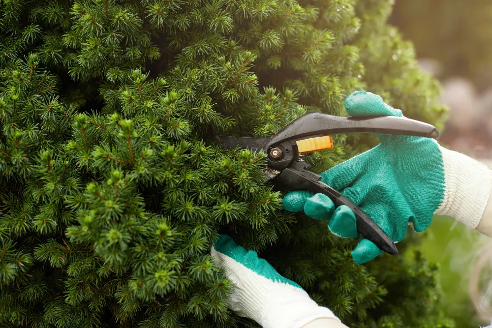 Hand pruning a shrub