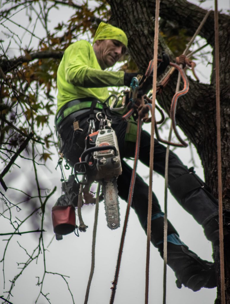 Arborist climbing for tree work