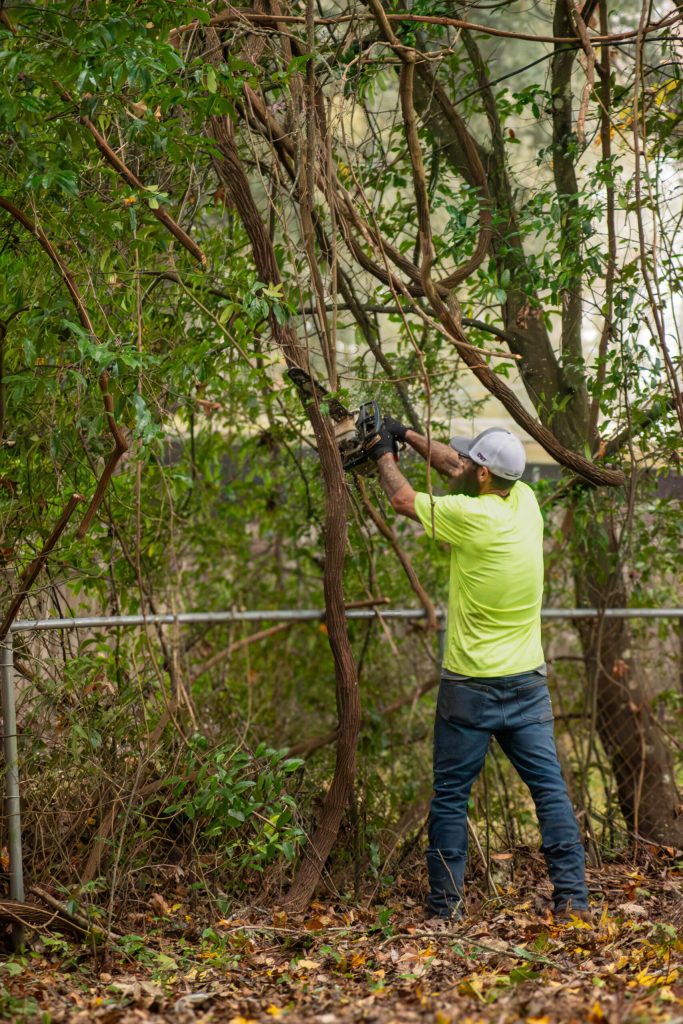 Tree Trimming
