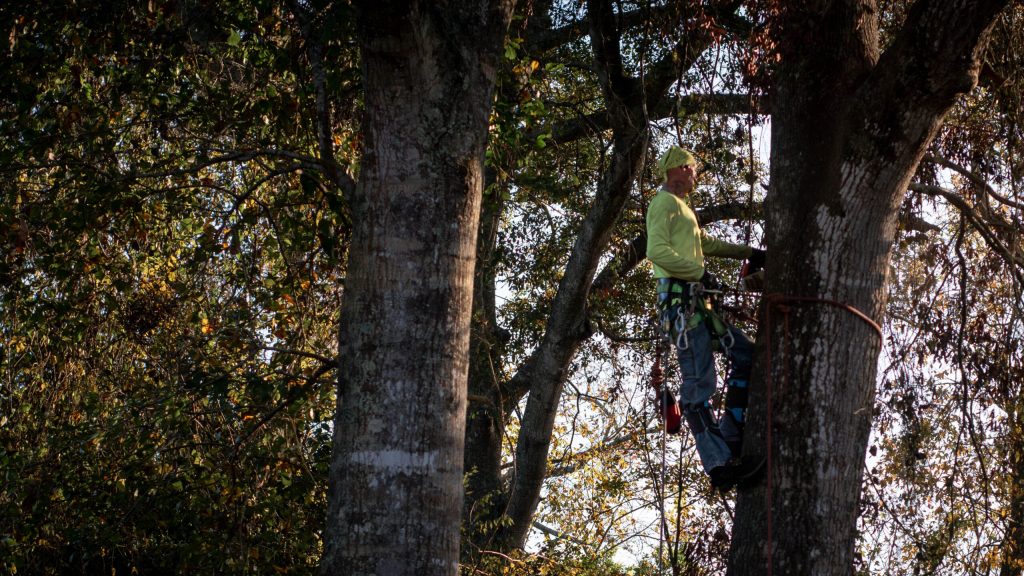 Tree Removal