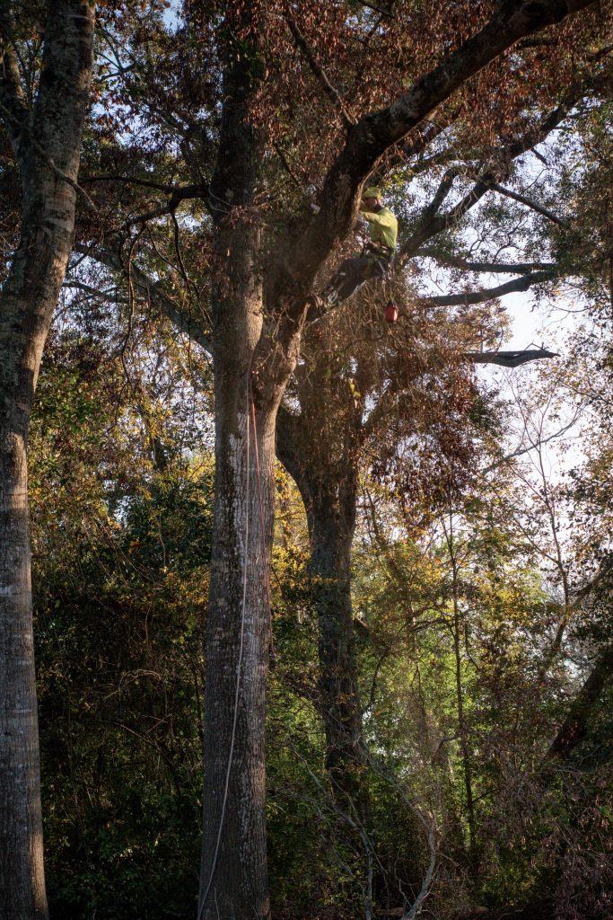 Tree Pruning