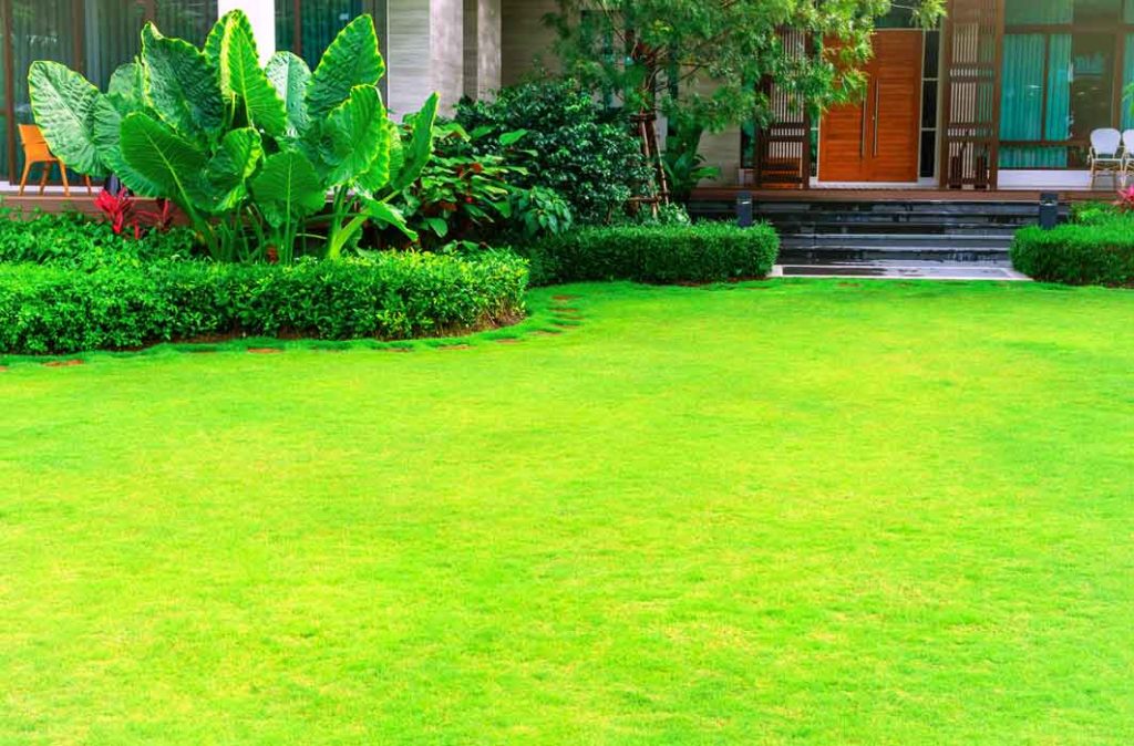 Landscaped front yard
