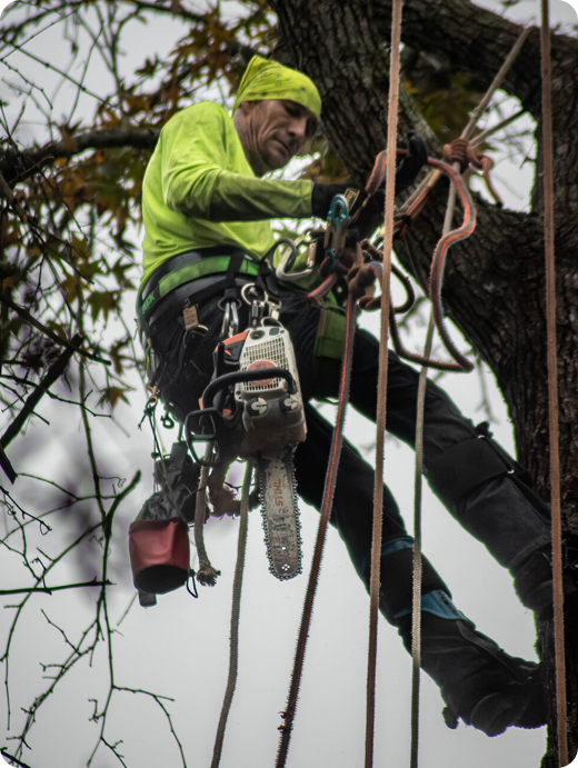 Ed's Tree, Lawn & Landscaping - About Arborist