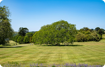 Ed's Tree, Lawn & Landscaping - About Tree Field