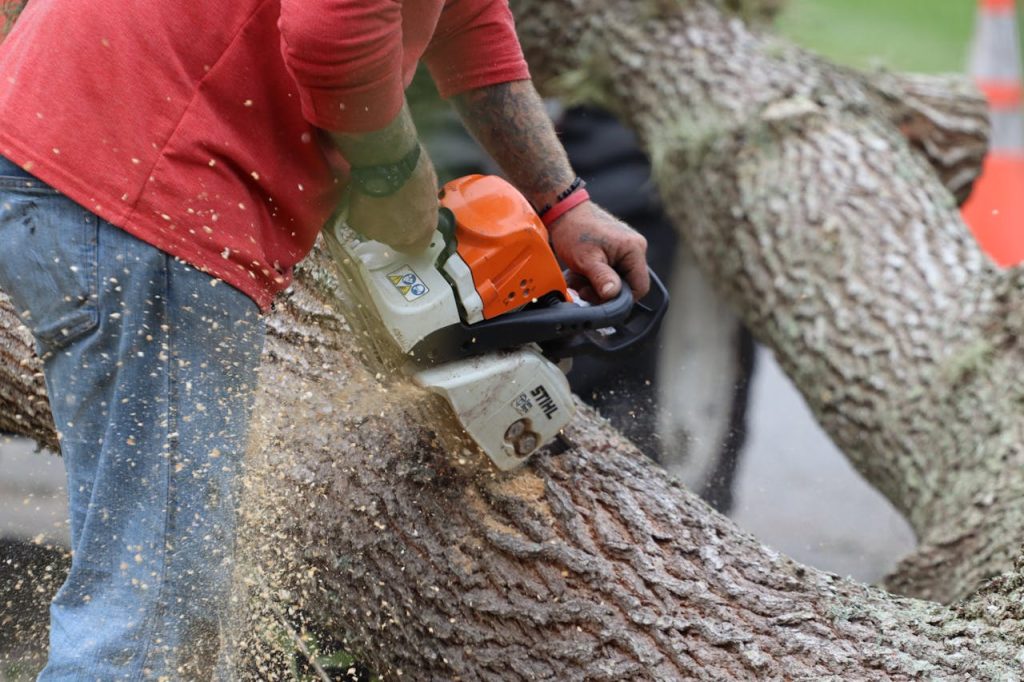 Cutting a large trunk