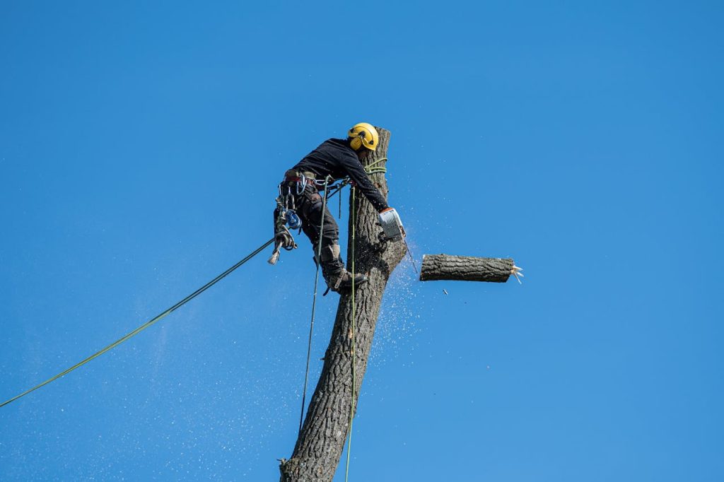 Sectional Tree Removal