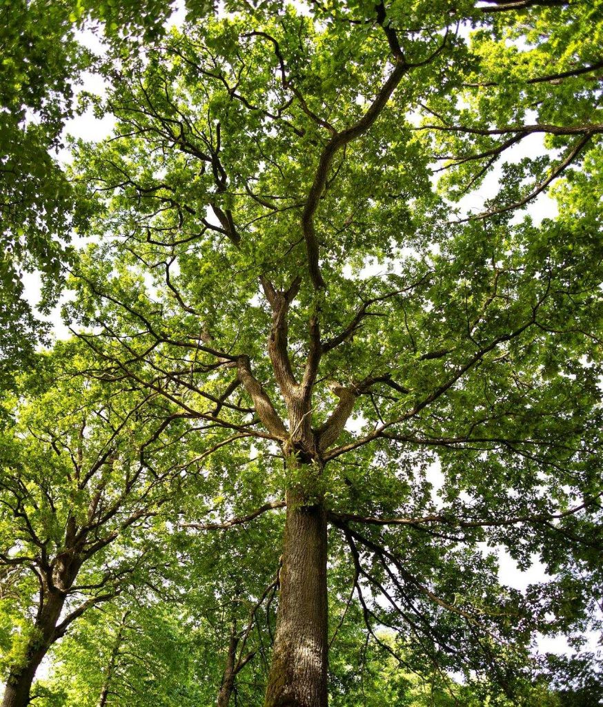 Healthy shade tree