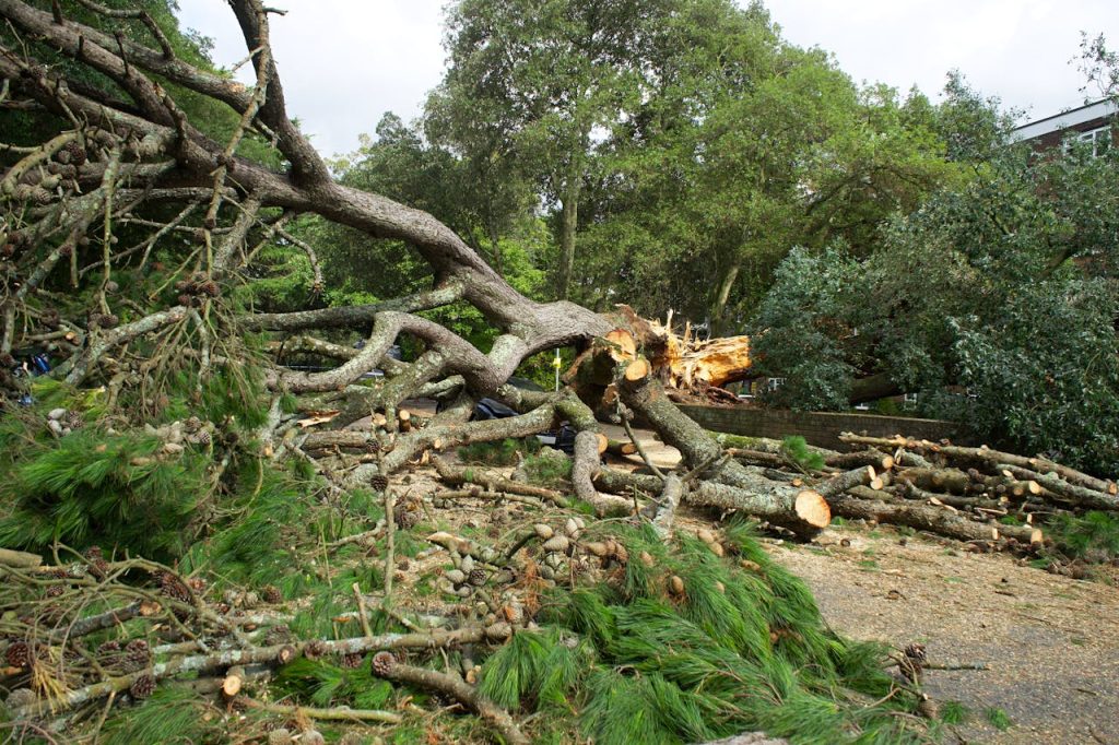 Fallen Tree Removal