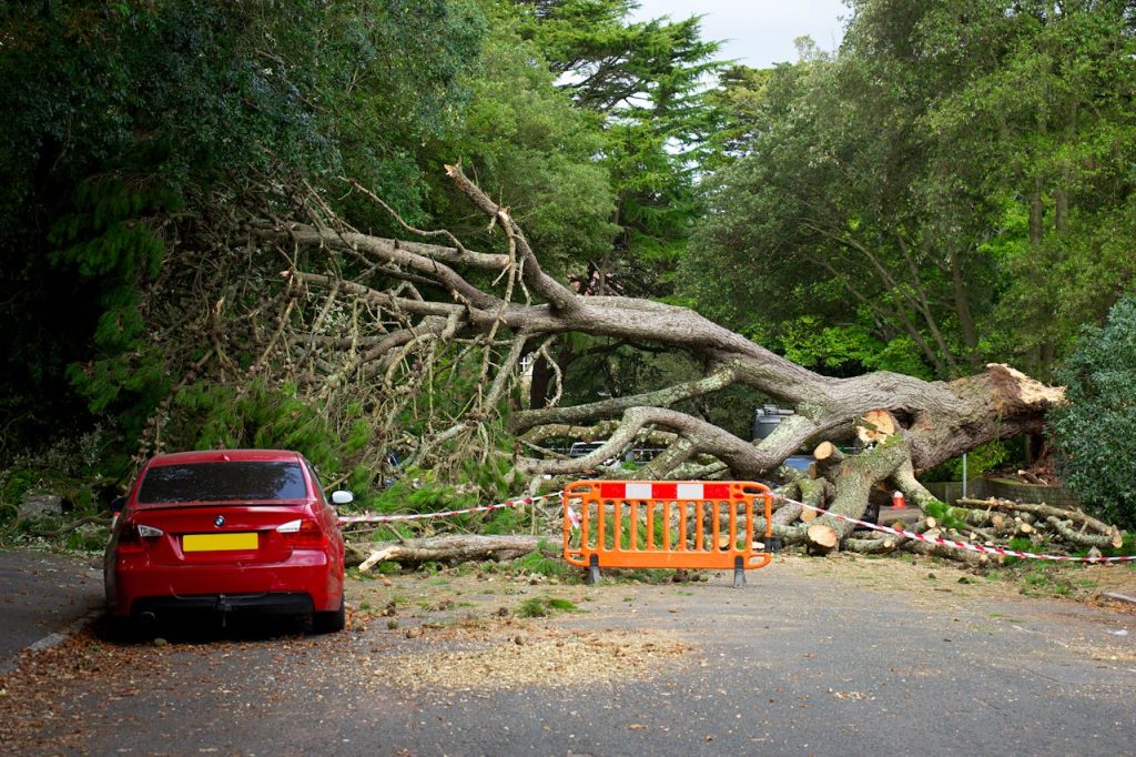 Storm Cleanup