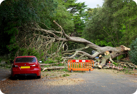 Ed's Tree, Lawn & Landscaping - Emergency Storm Cleanup