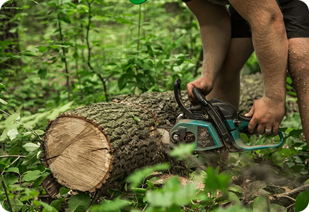 Ed's Tree, Lawn & Landscaping - Service Tree Removal
