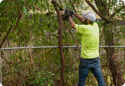 Ed's Tree, Lawn & Landscaping - Service Tree Trimming