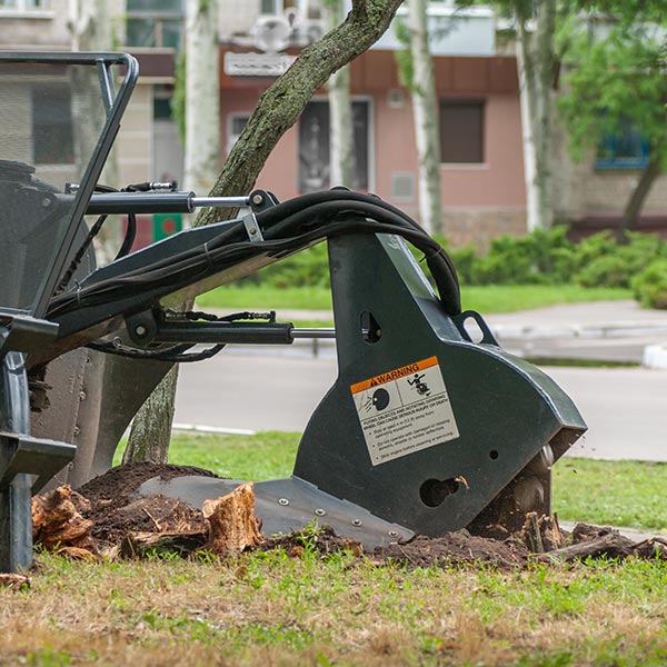 Stump grinder at work